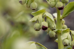 Helleborus foetidus