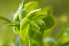 Helleborus viridis bocconei