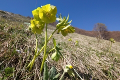 Helleborus viridis bocconei