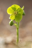Helleborus viridis bocconei