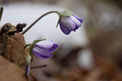 Hepatica nobilis