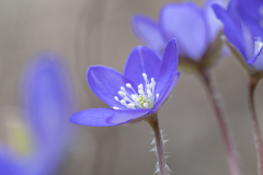 Hepatica nobilis