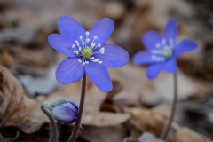 Hepatica nobilis