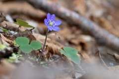 Hepatica nobilis