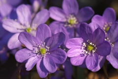Hepatica nobilis