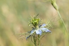 Nigella damascena