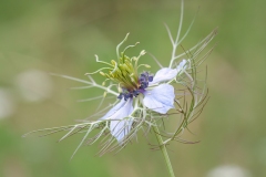 Nigella damascena