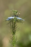 Nigella damascena