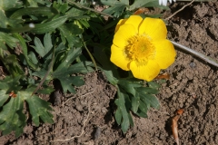 Ranunculus acris
