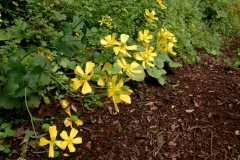 Ranunculus cortusifolius