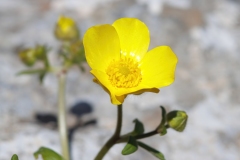 Ranunculus creticus