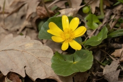 Ficaria verna