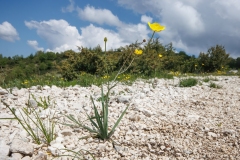 Ranunculus gramineus