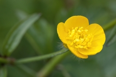 Ranunculus lanuginosus