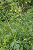 Ranunculus lanuginosus