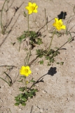 Ranunculus paludosus