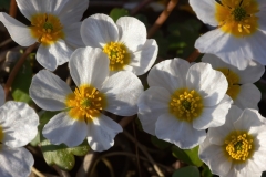 Ranunculus peltatus
