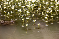 Ranunculus trichophyllus