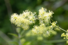 Thalictrum lucidum