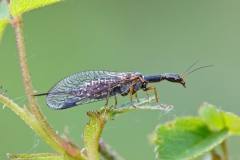 Ornatoraphidia flavilabris