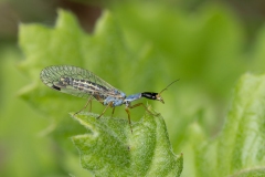Ornatoraphidia flavilabris