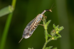 Ornatoraphidia flavilabris