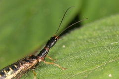 Ornatoraphidia flavilabris