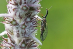 Phaeostigma sp