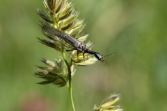 Phaeostigma sp