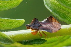 Phymata crassipes