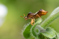 Phymata crassipes