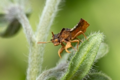 Phymata crassipes
