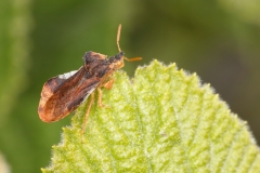 Phymata crassipes