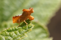 Phymata crassipes