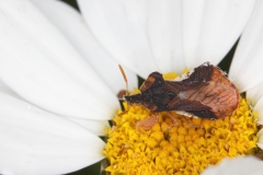 Phymata crassipes