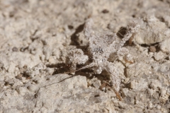Reduvius personatus