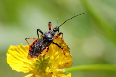 Rhynocoris annulatus