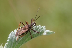 Rhynocoris erythropus