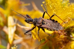 Rhynocoris erythropus