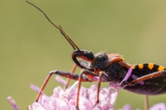 Rhynocoris erythropus