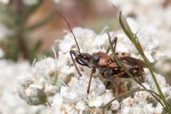 Rhynocoris erythropus