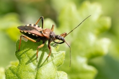 Rhynocoris erythropus