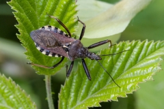 Rhynocoris erythropus