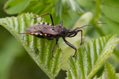 Rhynocoris erythropus