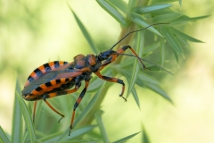 Rhynocoris iracundus