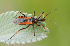 Rhynocoris iracundus