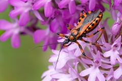 Rhynocoris iracundus