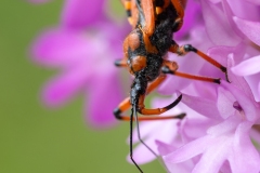 Rhynocoris iracundus