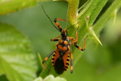 Rhynocoris iracundus