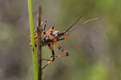 Rhynocoris iracundus